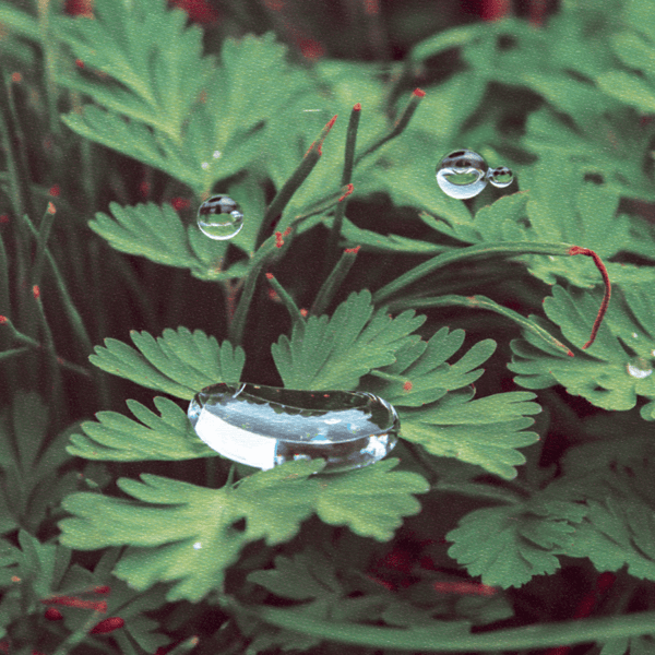 Cousin - HomeSoon Vinyl