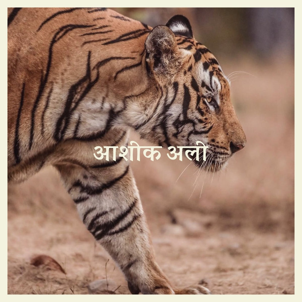 Subb-an - Lotus Rising - आशिक अली Vinyl