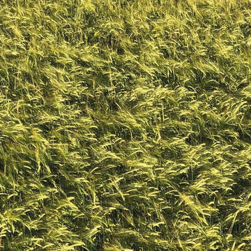 Skee Mask - Pool [Gatefold 3xLP] Vinly Record