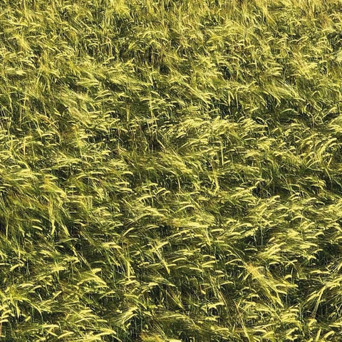 Skee Mask - Pool [Gatefold 3xLP] - Vinyl Record